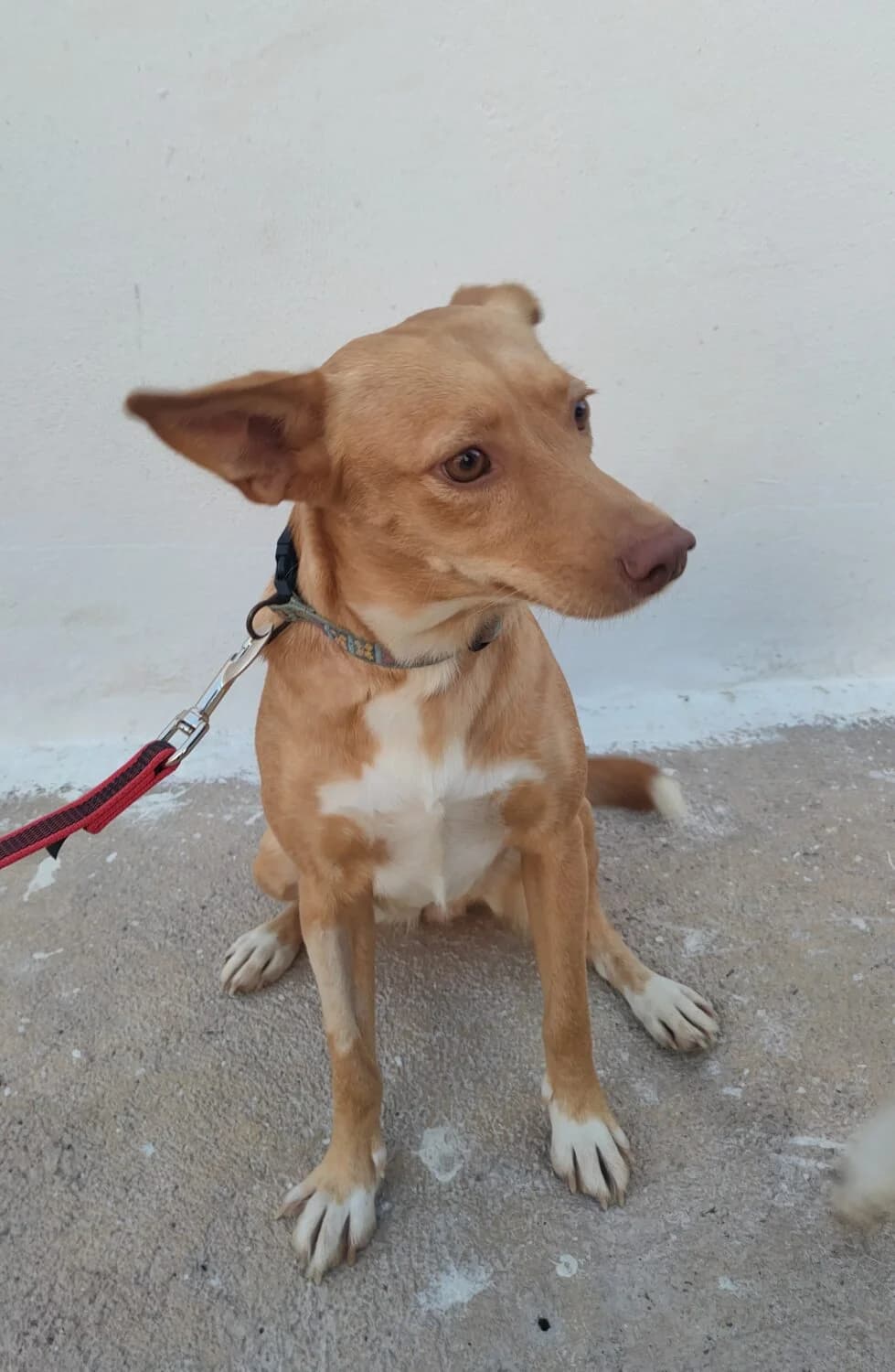 Julia, female mixed breed for adoption at UPRODEA (Unión Protectora de Animales) — photo 2 of 13