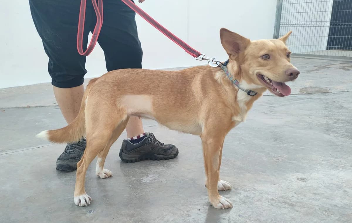 Julia, female mixed breed for adoption at UPRODEA (Unión Protectora de Animales) — photo 3 of 13