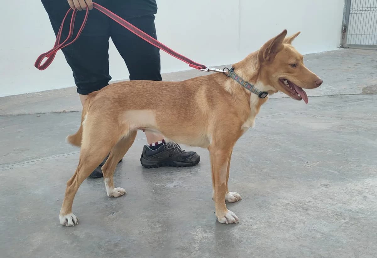 Julia, female mixed breed for adoption at UPRODEA (Unión Protectora de Animales) — photo 4 of 13