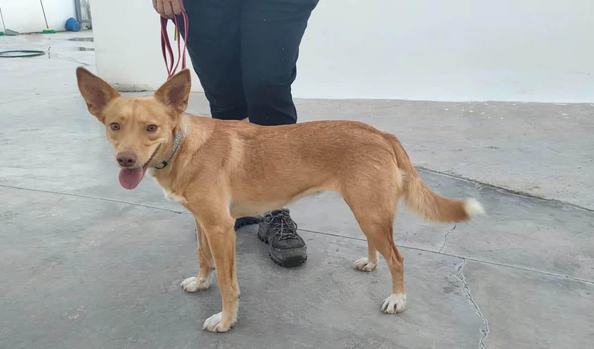 Julia, female mixed breed for adoption at UPRODEA (Unión Protectora de Animales) — photo 5 of 13