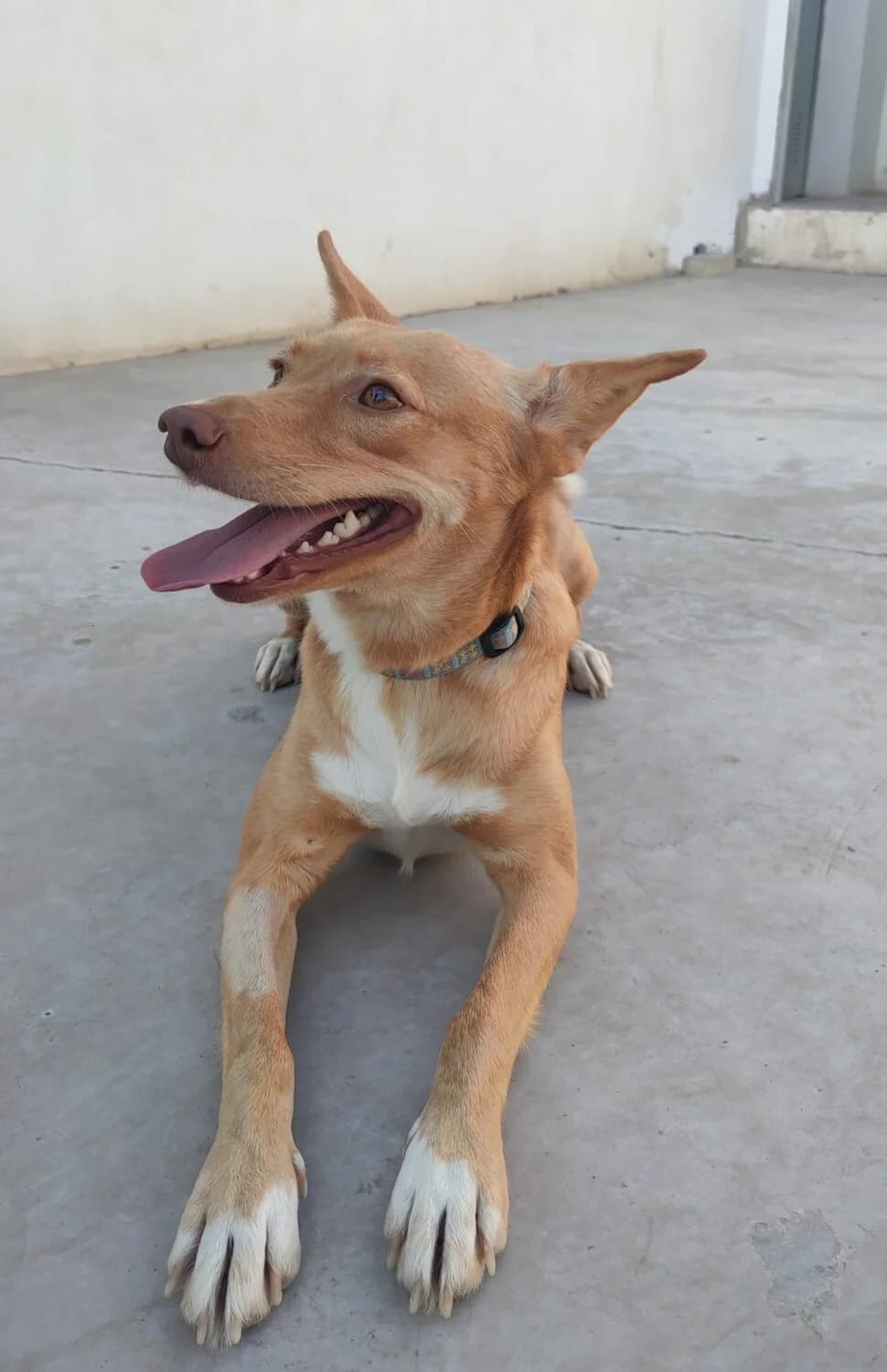 Julia, female mixed breed for adoption at UPRODEA (Unión Protectora de Animales) — photo 6 of 13