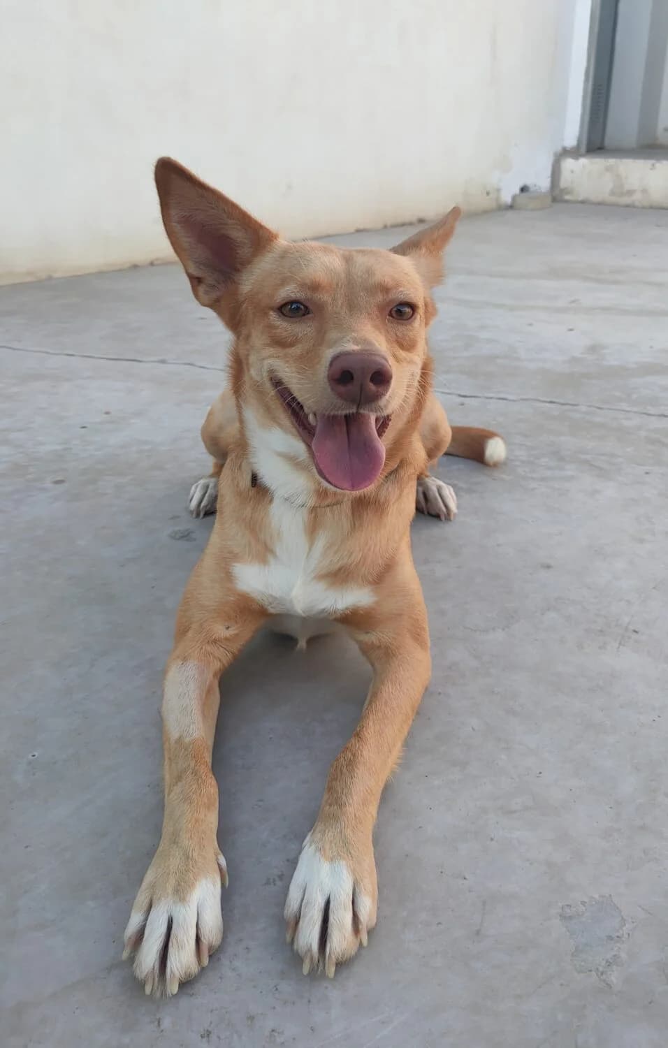 Julia, female mixed breed for adoption at UPRODEA (Unión Protectora de Animales) — photo 7 of 13