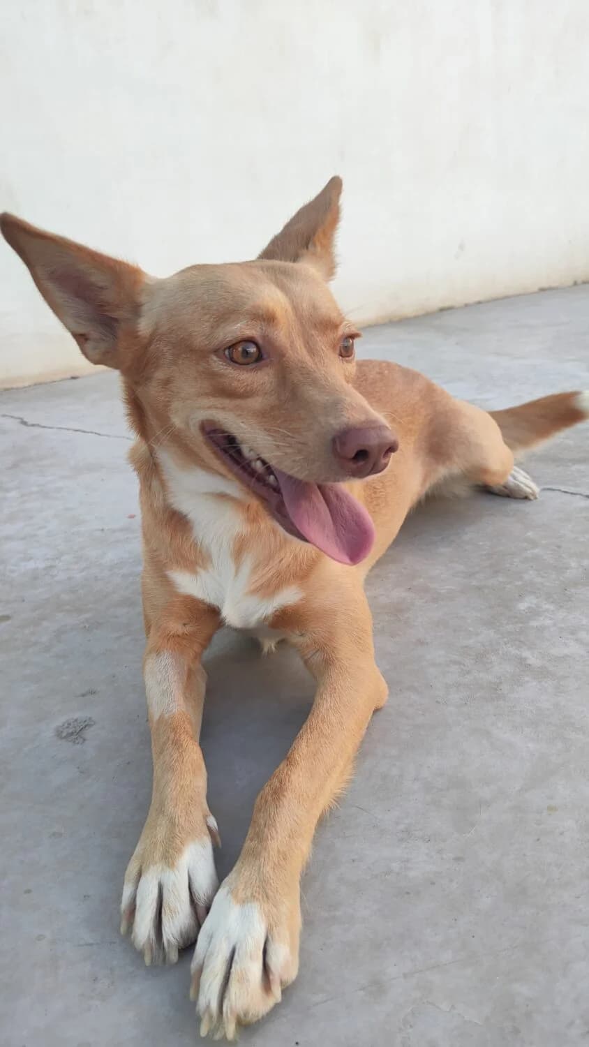 Julia, female mixed breed for adoption at UPRODEA (Unión Protectora de Animales) — photo 8 of 13