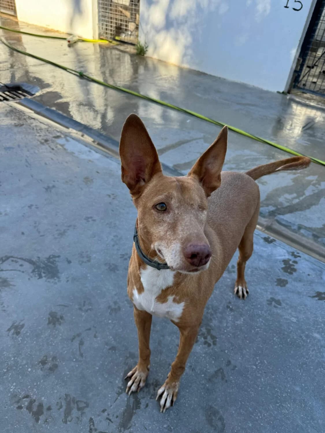 Lagoh, male senior Podenco for adoption at UPRODEA (Unión Protectora de Animales)