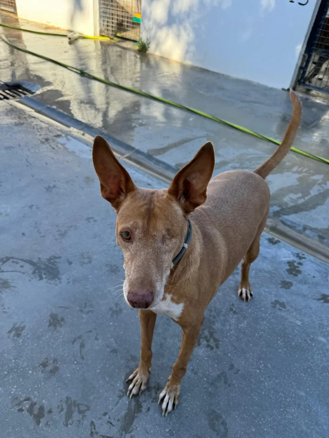 Lagoh, male Podenco for adoption at UPRODEA (Unión Protectora de Animales) — photo 2 of 5