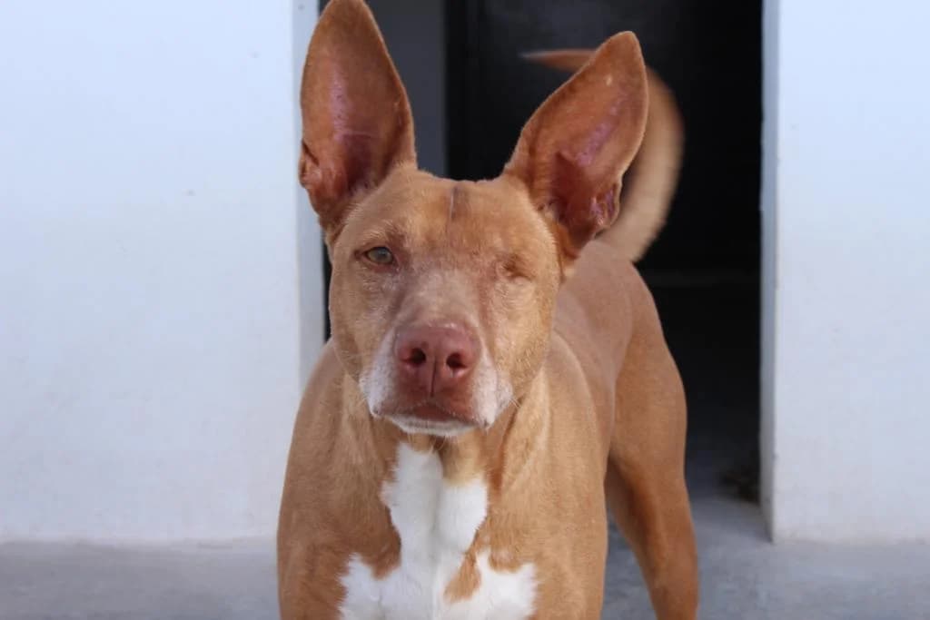 Lagoh, male Podenco for adoption at UPRODEA (Unión Protectora de Animales) — photo 3 of 5