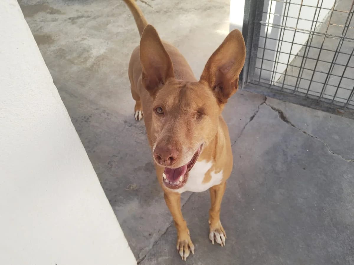 Lagoh, male Podenco for adoption at UPRODEA (Unión Protectora de Animales) — photo 4 of 5