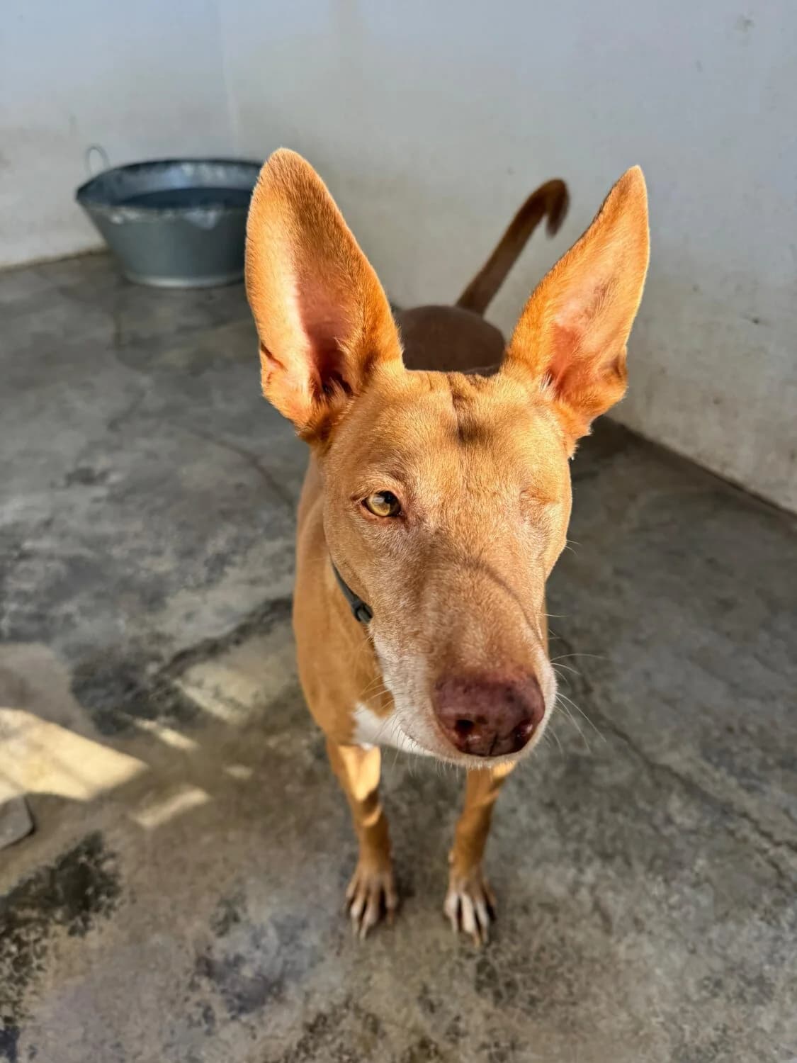 Lagoh, male Podenco for adoption at UPRODEA (Unión Protectora de Animales) — photo 5 of 5