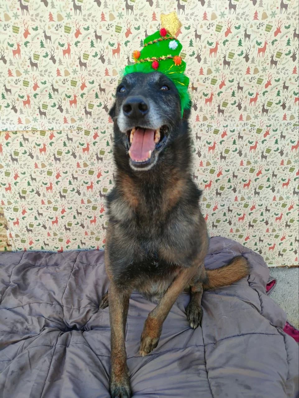 Mali, male senior Belgian Malinois for adoption at UPRODEA (Unión Protectora de Animales)