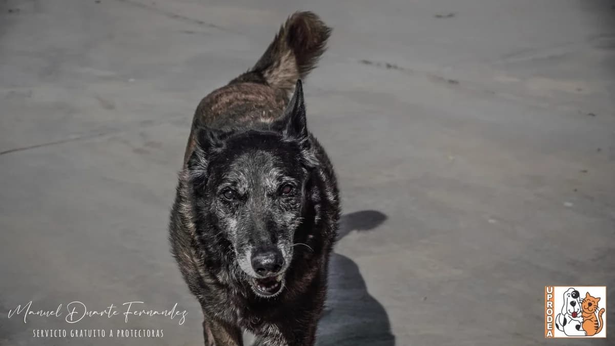 Mali, male Belgian Malinois for adoption at UPRODEA (Unión Protectora de Animales) — photo 2 of 13