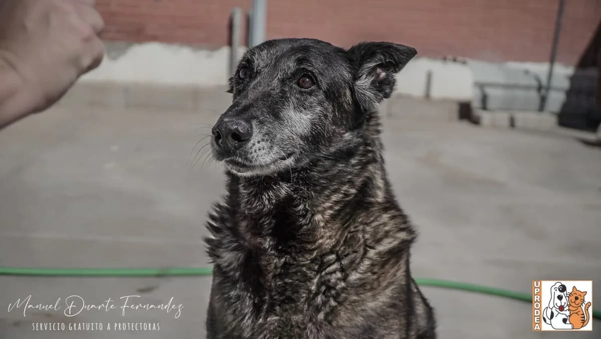 Mali, male Belgian Malinois for adoption at UPRODEA (Unión Protectora de Animales) — photo 3 of 13