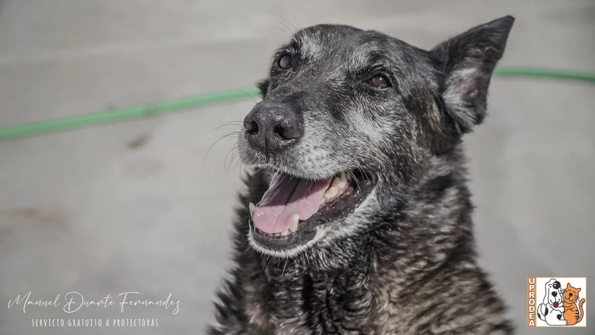 Mali, male Belgian Malinois for adoption at UPRODEA (Unión Protectora de Animales) — photo 4 of 13
