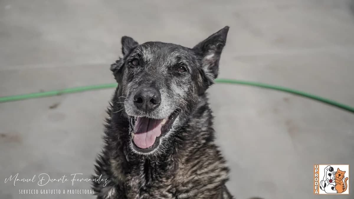 Mali, male Belgian Malinois for adoption at UPRODEA (Unión Protectora de Animales) — photo 5 of 13
