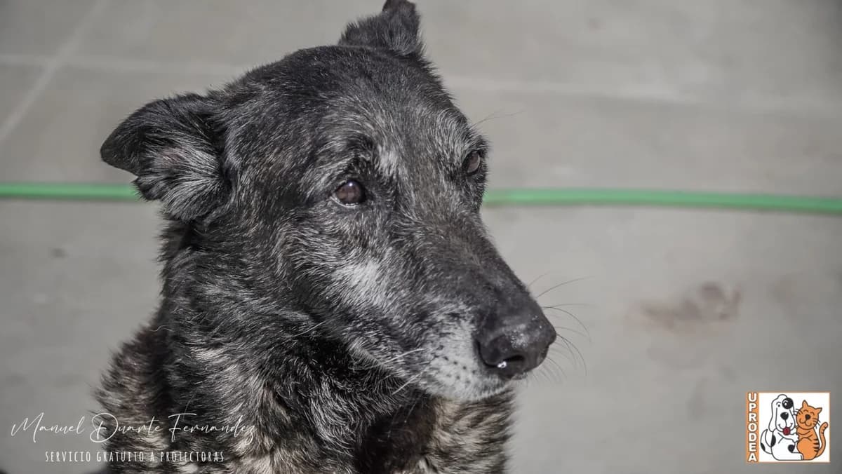 Mali, male Belgian Malinois for adoption at UPRODEA (Unión Protectora de Animales) — photo 6 of 13