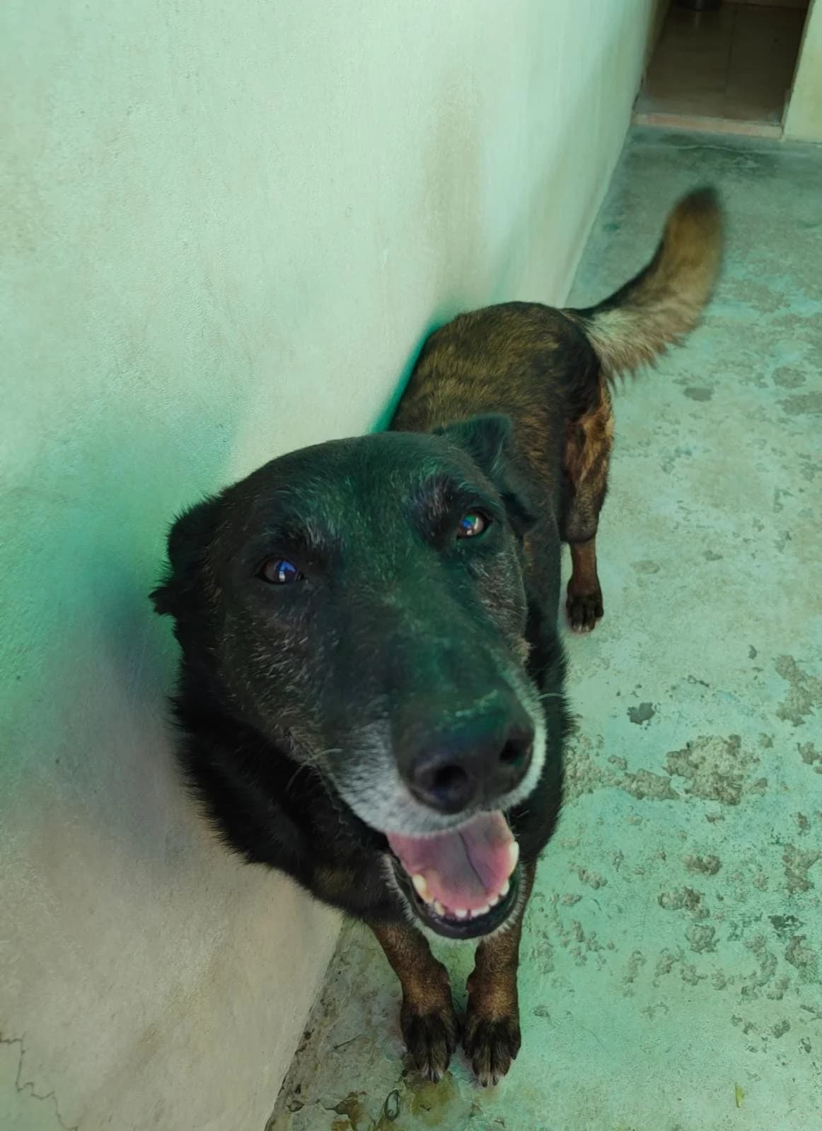 Mali, male Belgian Malinois for adoption at UPRODEA (Unión Protectora de Animales) — photo 7 of 13