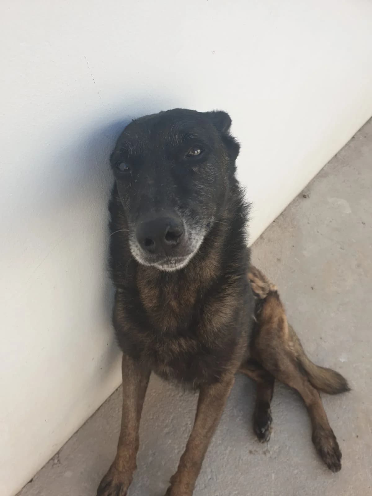 Mali, male Belgian Malinois for adoption at UPRODEA (Unión Protectora de Animales) — photo 8 of 13