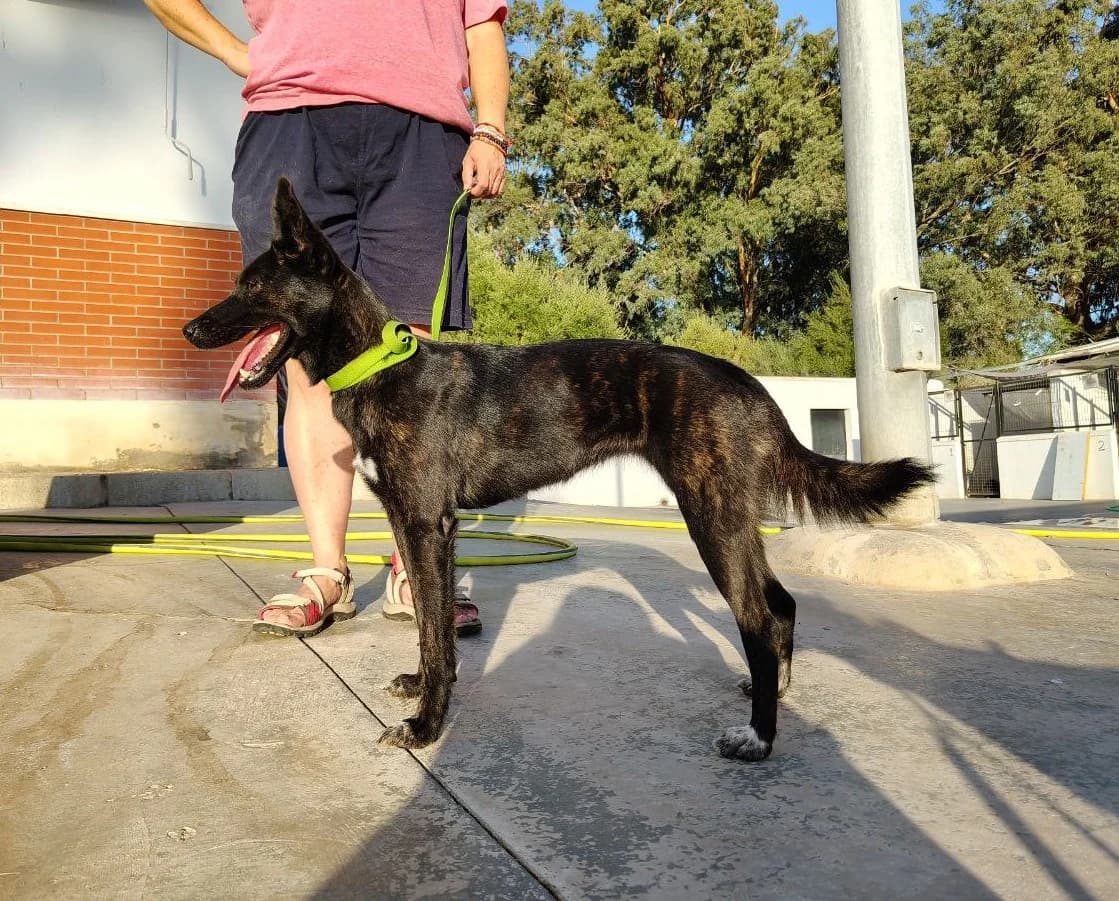 Mia, female mixed breed for adoption at UPRODEA (Unión Protectora de Animales)