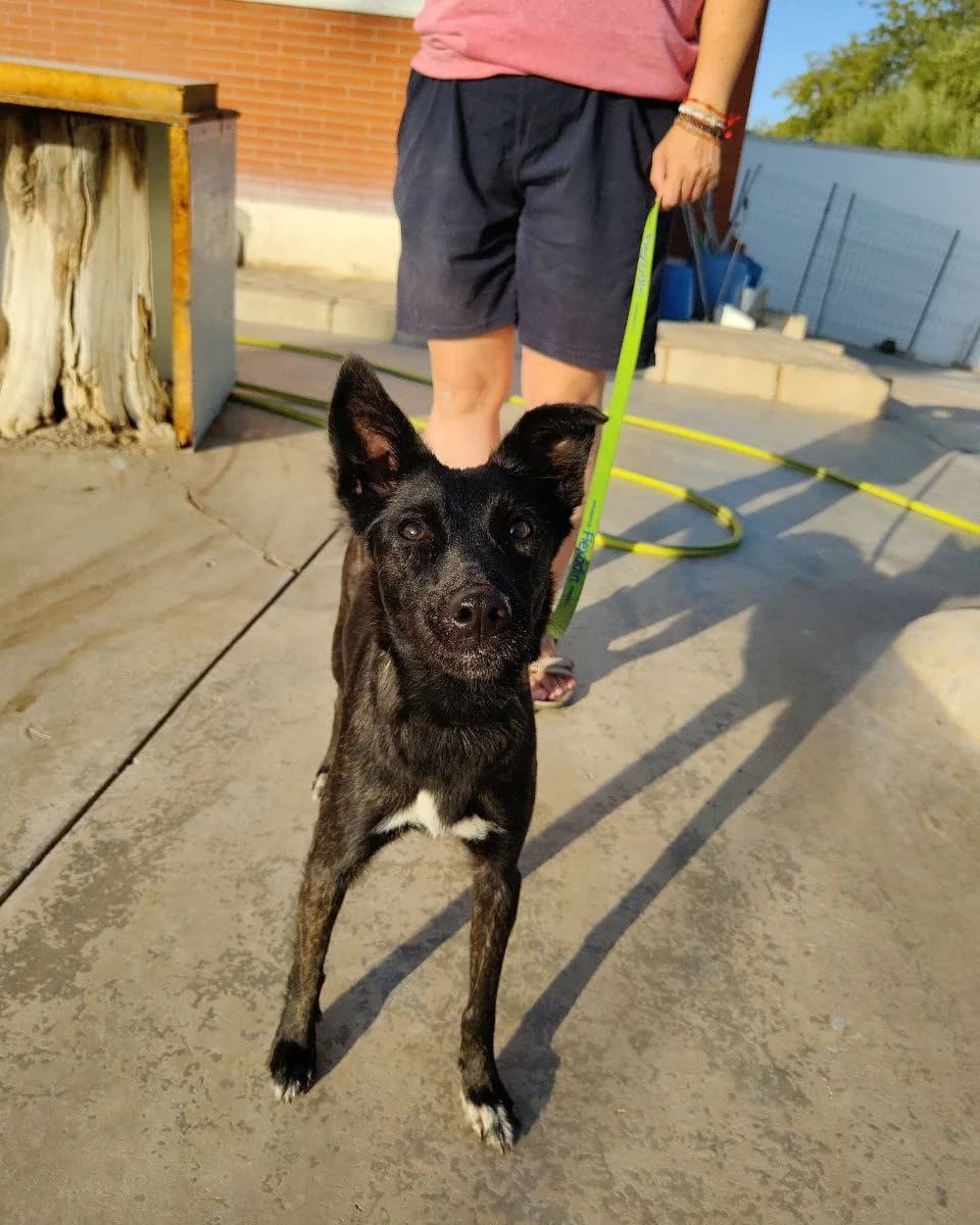 Mia, female mixed breed for adoption at UPRODEA (Unión Protectora de Animales) — photo 2 of 10