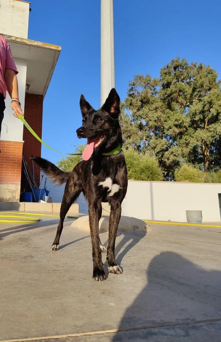 Mia, female mixed breed for adoption at UPRODEA (Unión Protectora de Animales) — photo 3 of 10