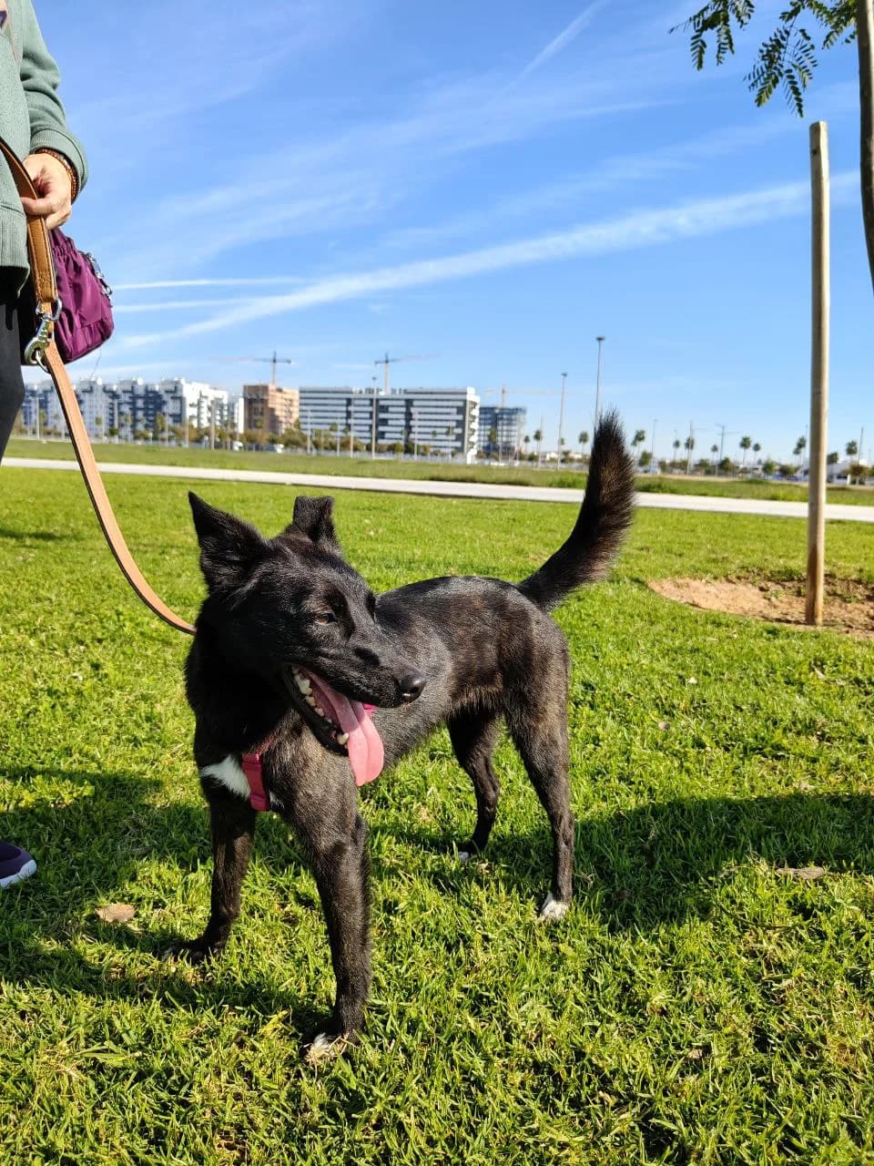 Mia, female mixed breed for adoption at UPRODEA (Unión Protectora de Animales) — photo 4 of 10