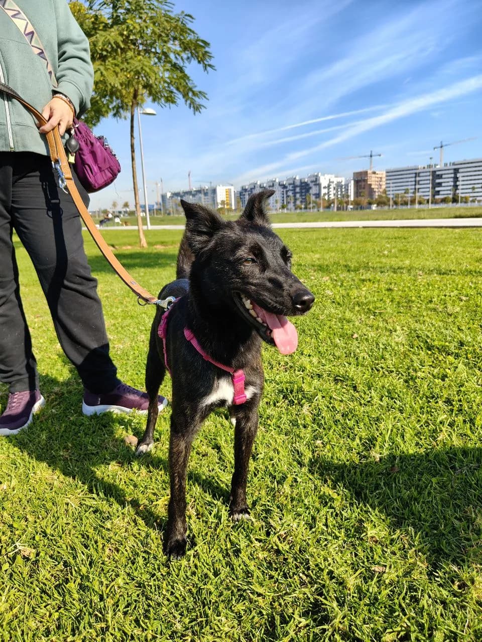 Mia, female mixed breed for adoption at UPRODEA (Unión Protectora de Animales) — photo 5 of 10
