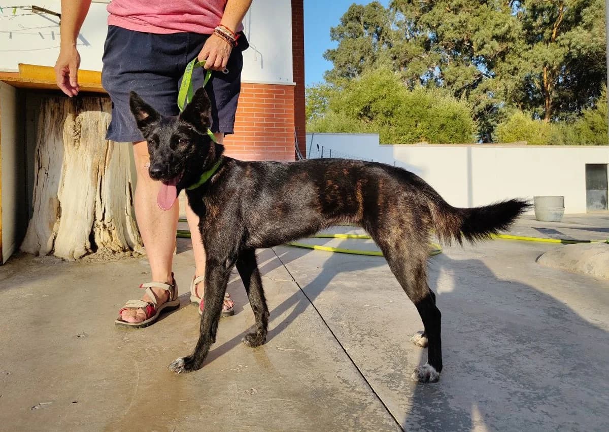 Mia, female mixed breed for adoption at UPRODEA (Unión Protectora de Animales) — photo 6 of 10