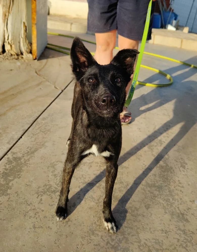 Mia, female mixed breed for adoption at UPRODEA (Unión Protectora de Animales) — photo 7 of 10