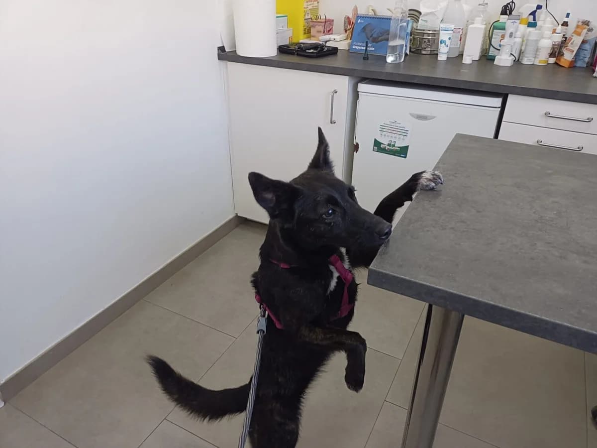 Mia, female mixed breed for adoption at UPRODEA (Unión Protectora de Animales) — photo 8 of 10