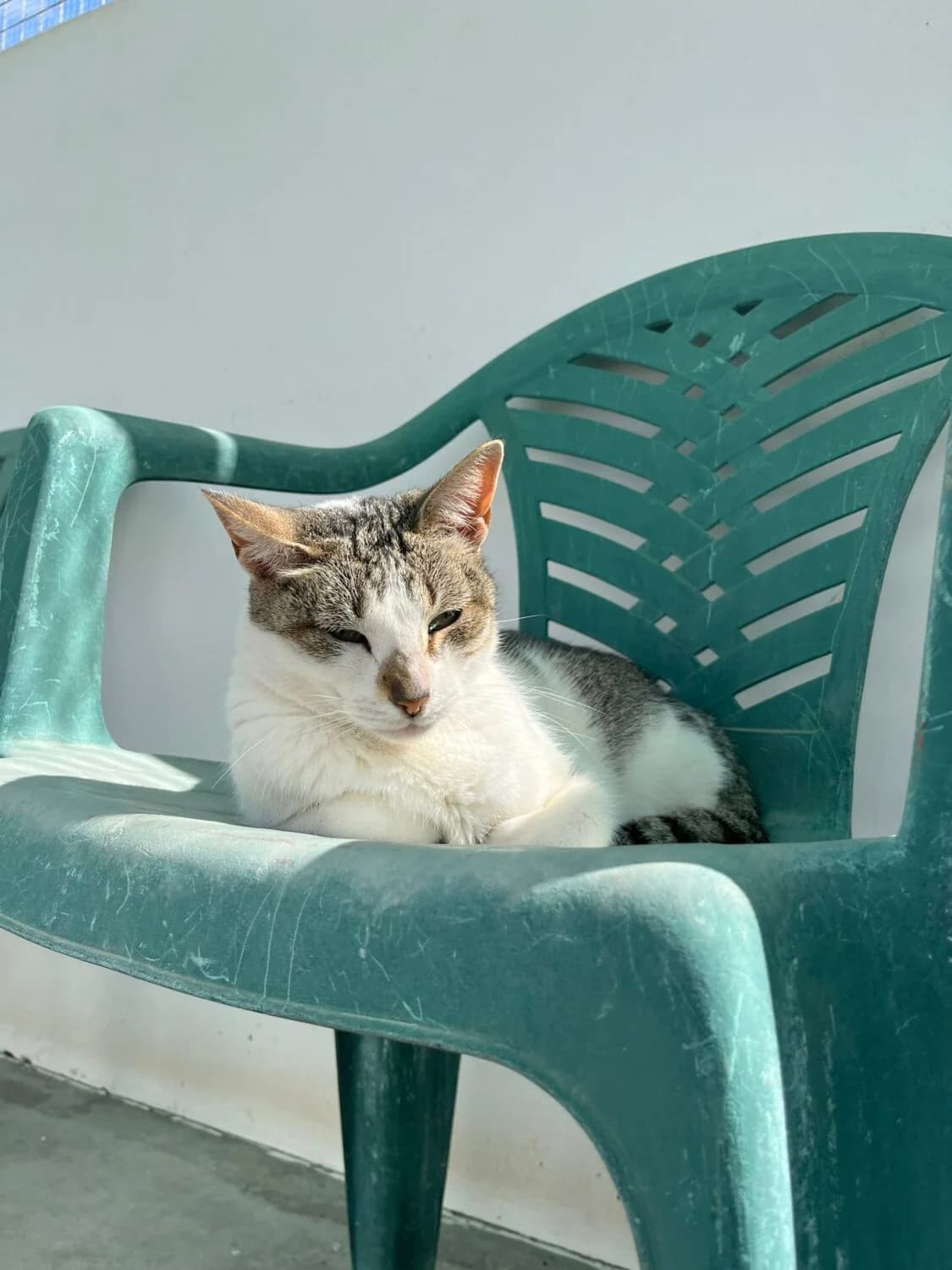 Nina, female 7yo Mixed Breed for adoption at UPRODEA (Unión Protectora de Animales)