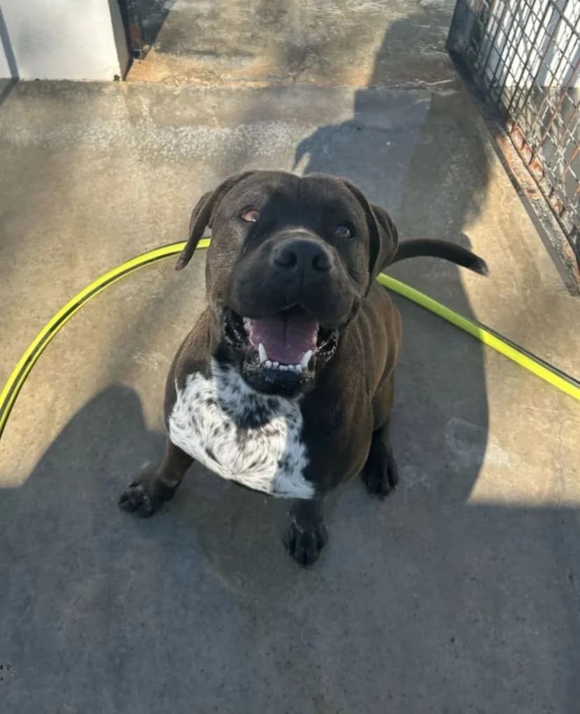 Roman, male 4yo Mixed Breed for adoption at UPRODEA (Unión Protectora de Animales)
