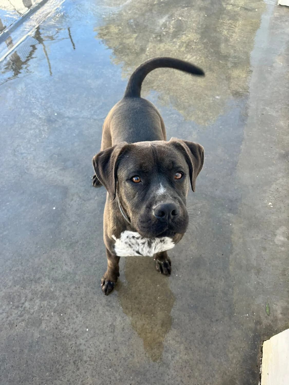 Roman, male Mixed Breed for adoption at UPRODEA (Unión Protectora de Animales) — photo 2 of 14