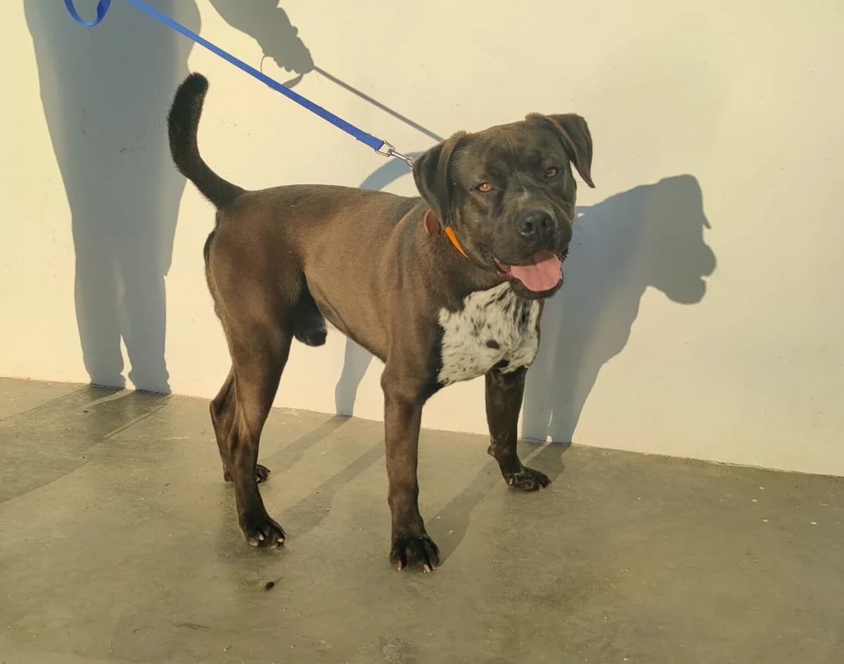 Roman, male Mixed Breed for adoption at UPRODEA (Unión Protectora de Animales) — photo 3 of 14