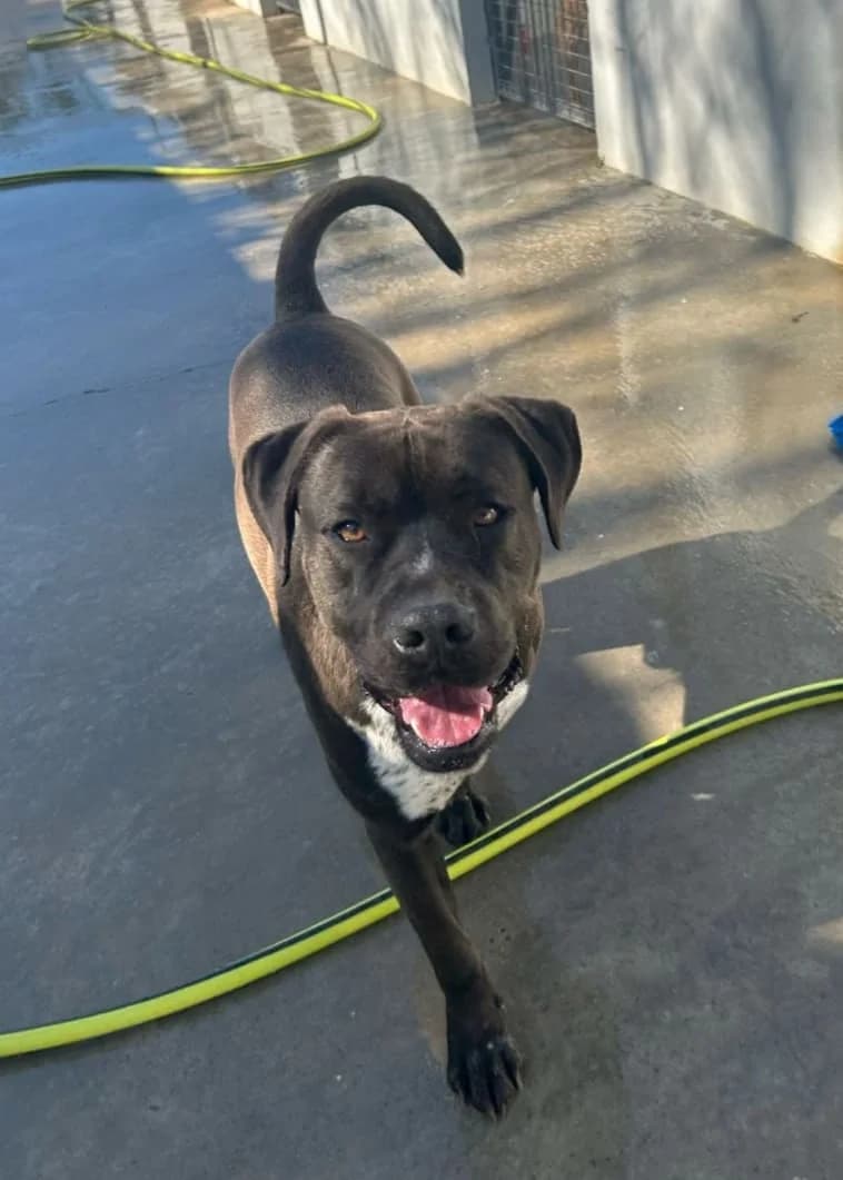 Roman, male Mixed Breed for adoption at UPRODEA (Unión Protectora de Animales) — photo 4 of 14