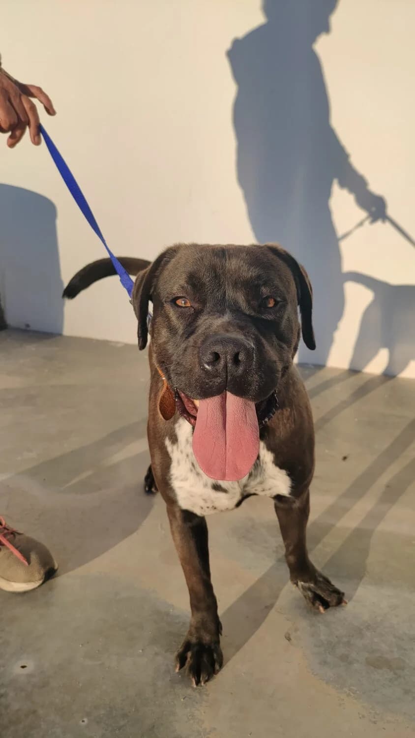 Roman, male Mixed Breed for adoption at UPRODEA (Unión Protectora de Animales) — photo 5 of 14