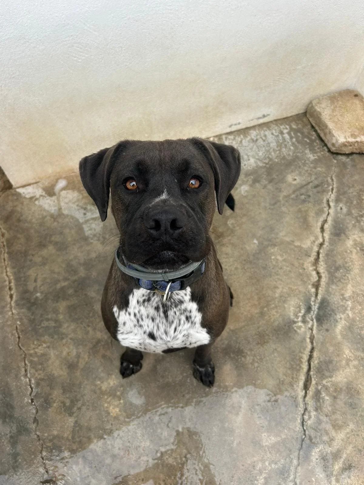 Roman, male Mixed Breed for adoption at UPRODEA (Unión Protectora de Animales) — photo 6 of 14