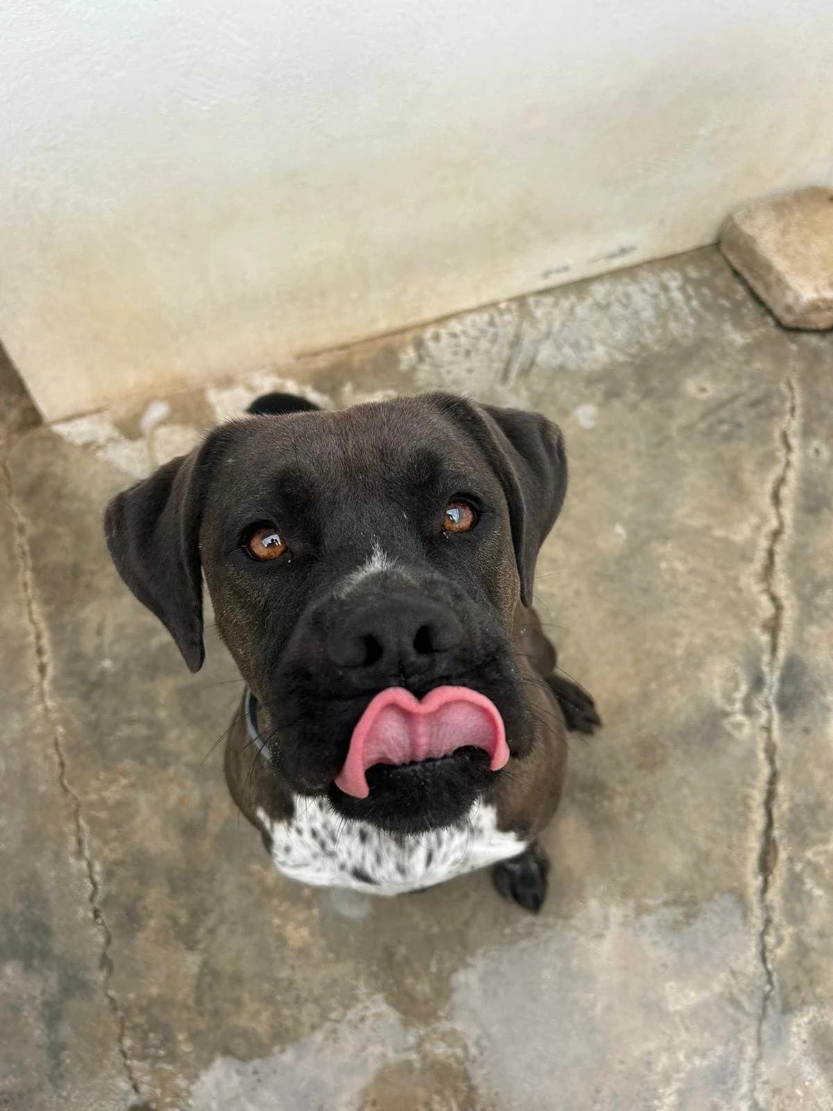 Roman, male Mixed Breed for adoption at UPRODEA (Unión Protectora de Animales) — photo 7 of 14