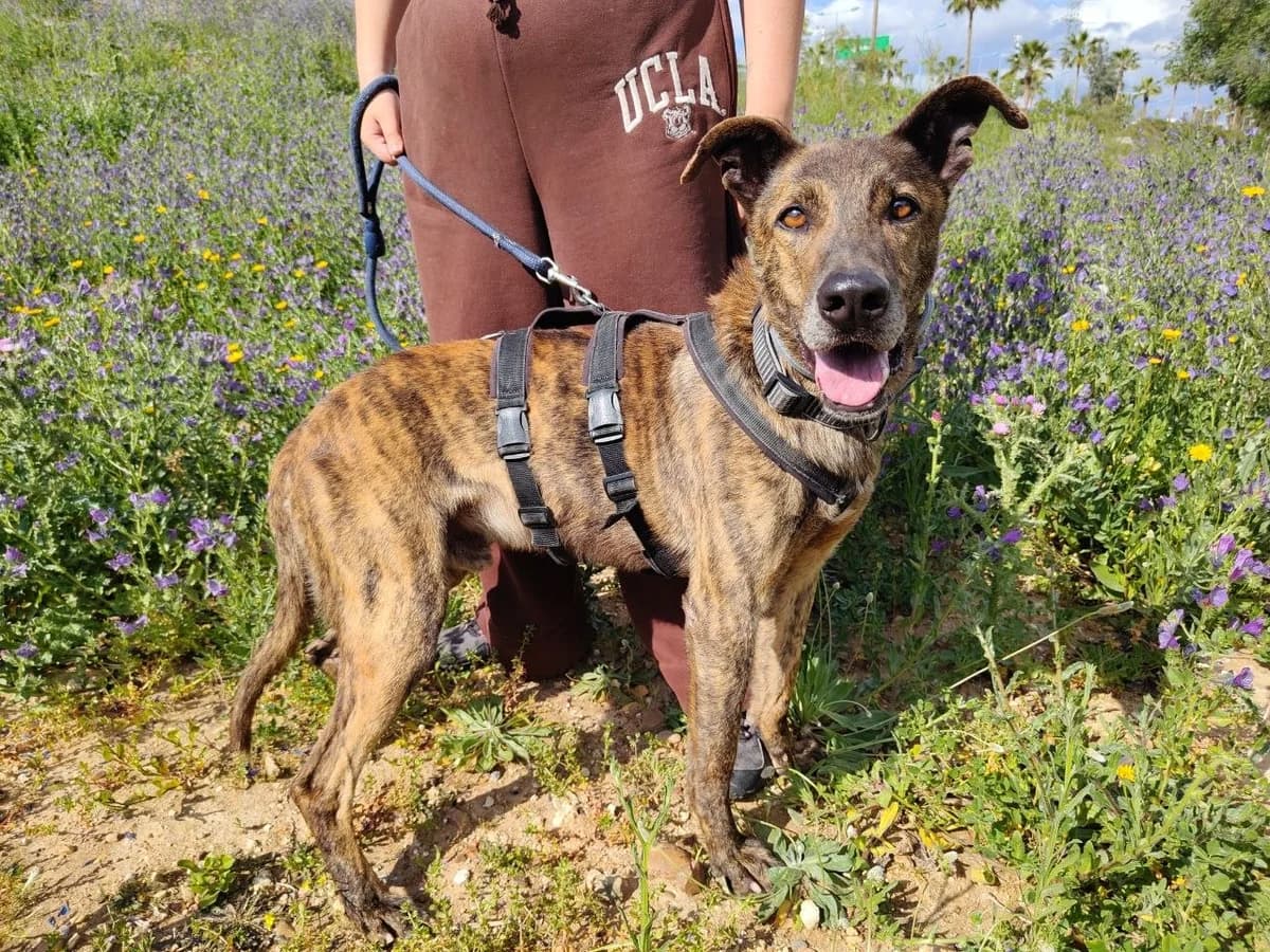 Tigre, male 5yo Galgo Español for adoption at UPRODEA (Unión Protectora de Animales)