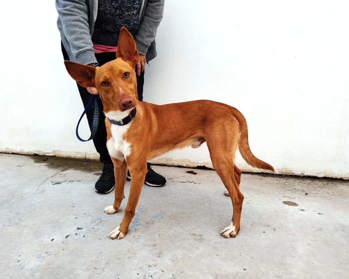 Zatu, male young Podenco for adoption at UPRODEA (Unión Protectora de Animales)