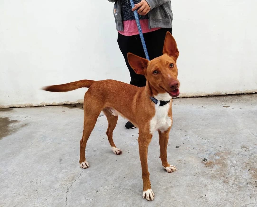 Zatu, male Podenco for adoption at UPRODEA (Unión Protectora de Animales) — photo 2 of 8