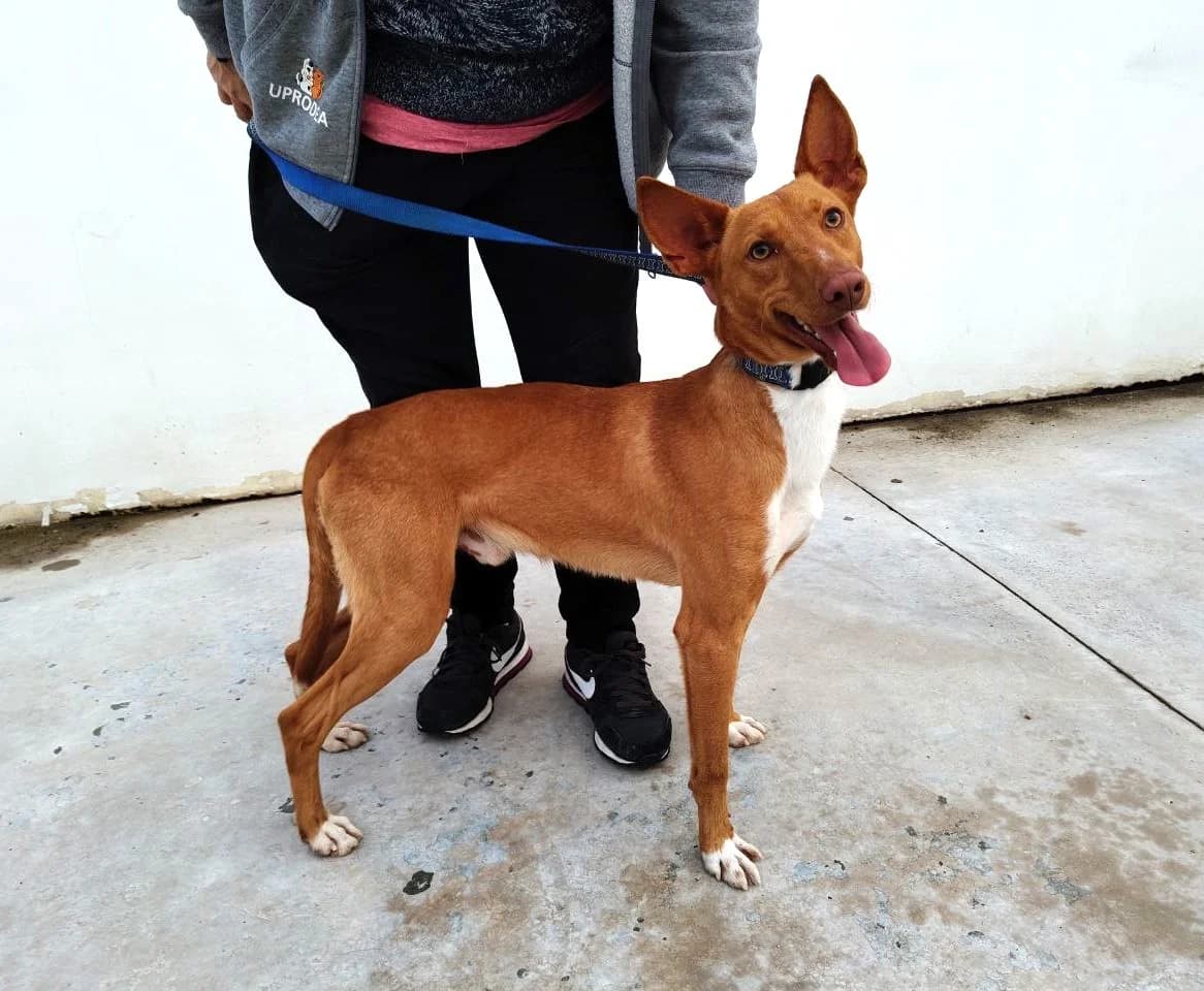 Zatu, male Podenco for adoption at UPRODEA (Unión Protectora de Animales) — photo 3 of 8