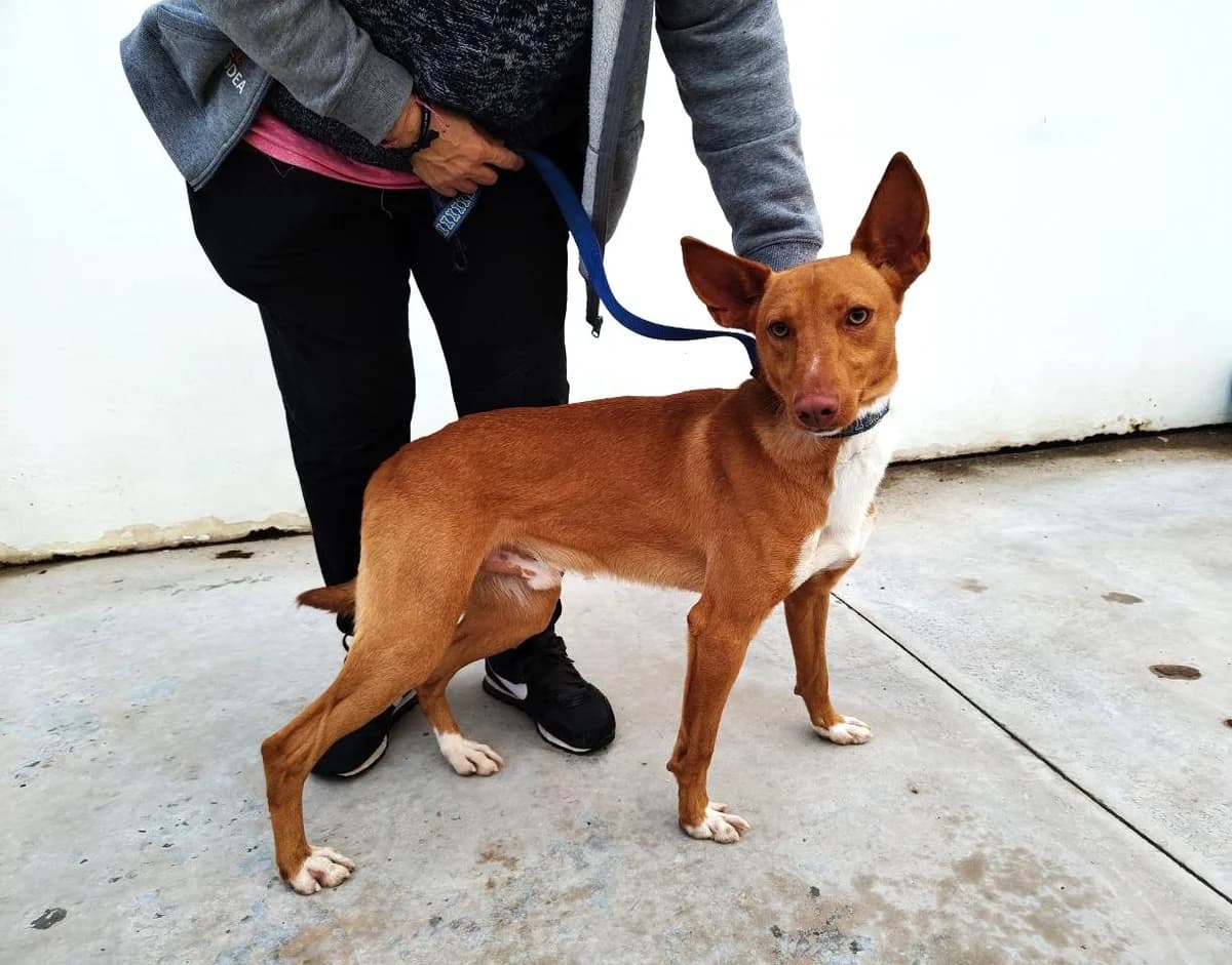 Zatu, male Podenco for adoption at UPRODEA (Unión Protectora de Animales) — photo 4 of 8
