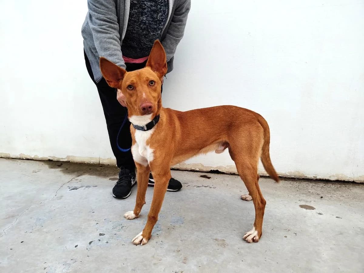 Zatu, male Podenco for adoption at UPRODEA (Unión Protectora de Animales) — photo 5 of 8
