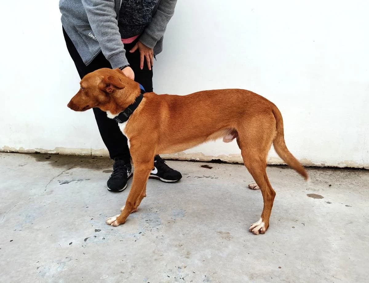 Zatu, male Podenco for adoption at UPRODEA (Unión Protectora de Animales) — photo 6 of 8