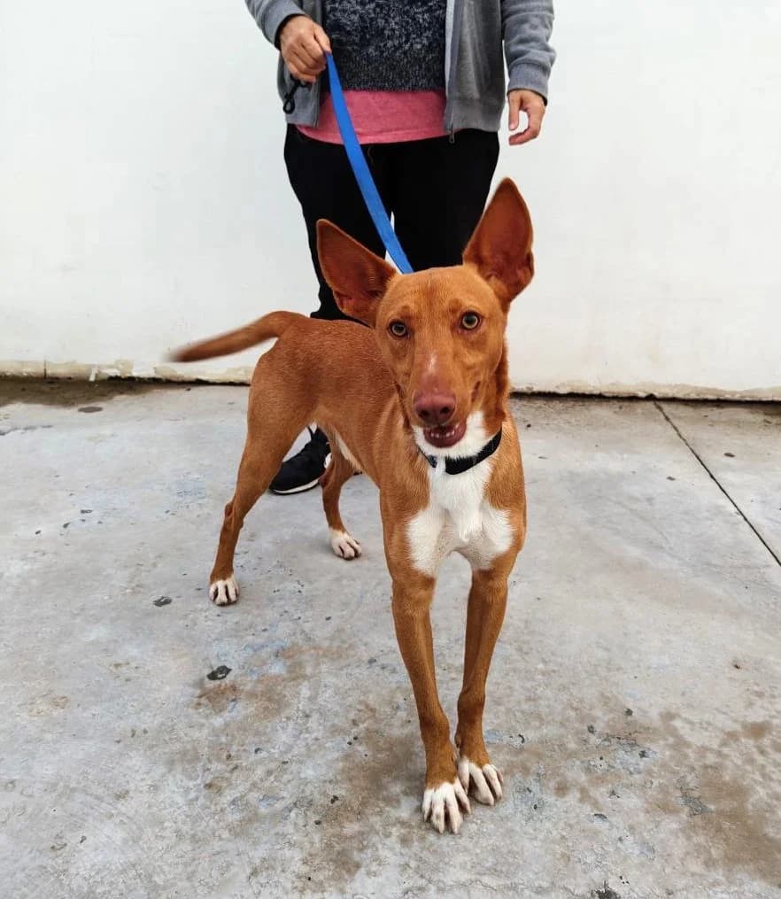 Zatu, male Podenco for adoption at UPRODEA (Unión Protectora de Animales) — photo 7 of 8