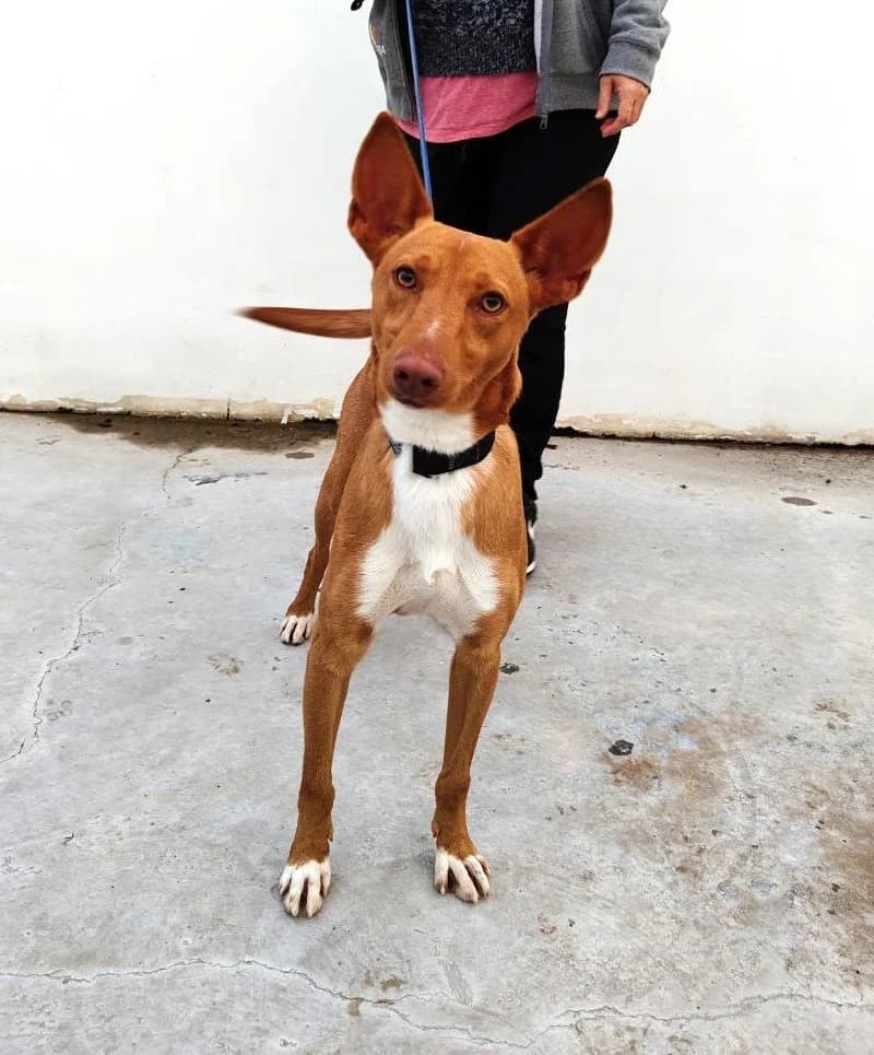 Zatu, male Podenco for adoption at UPRODEA (Unión Protectora de Animales) — photo 8 of 8