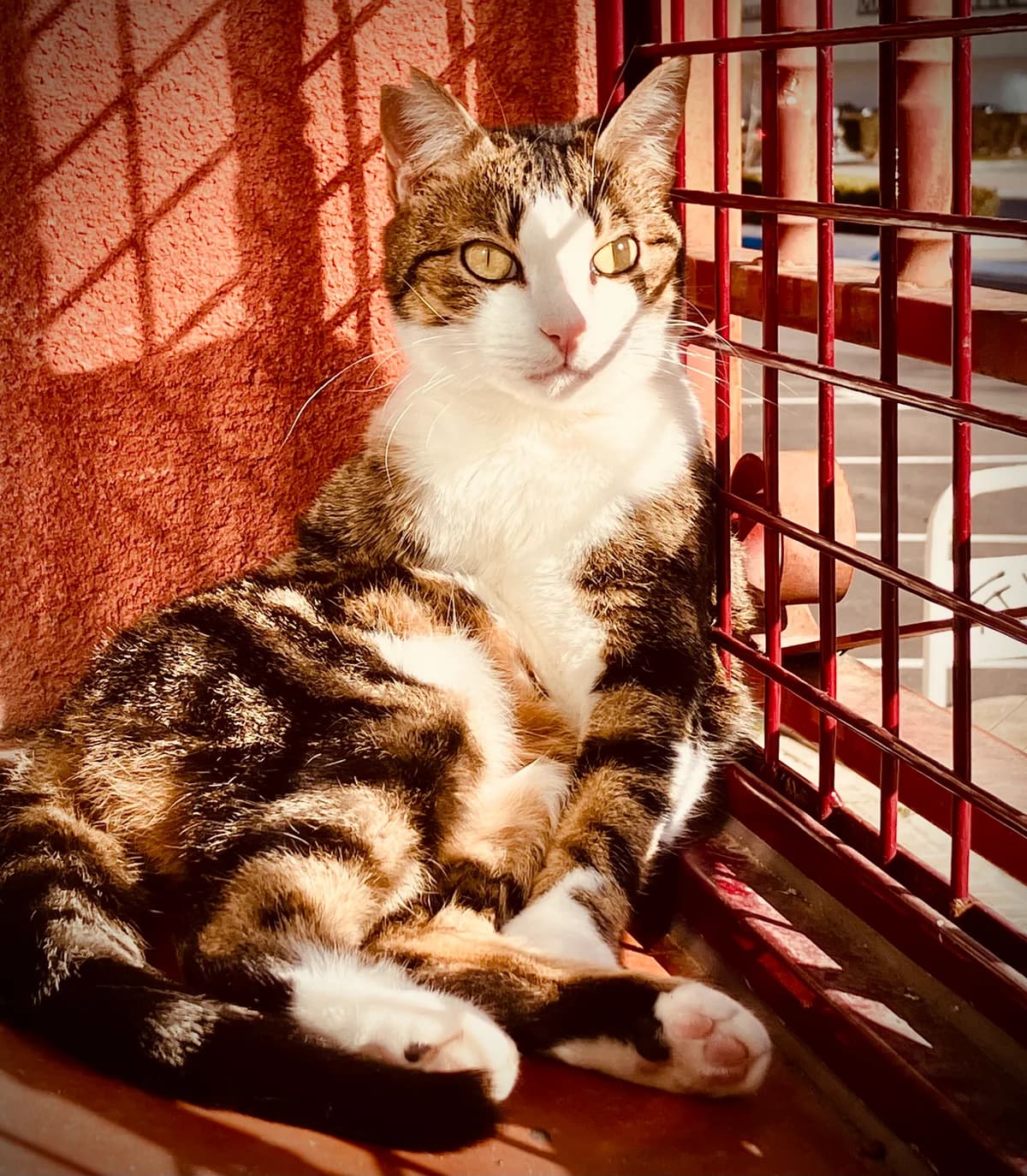Jasmín, Mixed Breed (Velilla Gatuna)