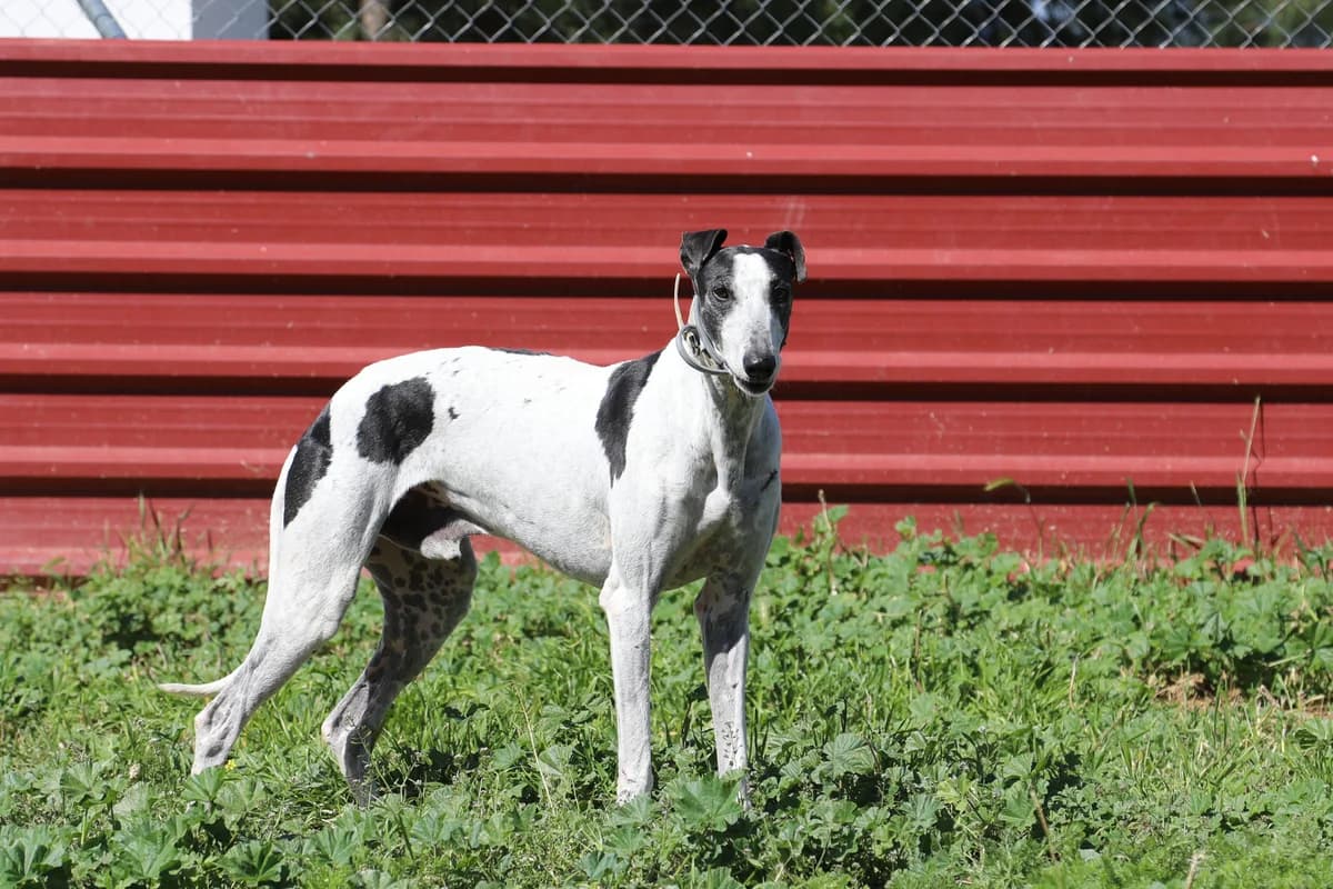 Corintio, male senior Galgo Español for adoption at Vergessene Pfoten e.V., Wangelau