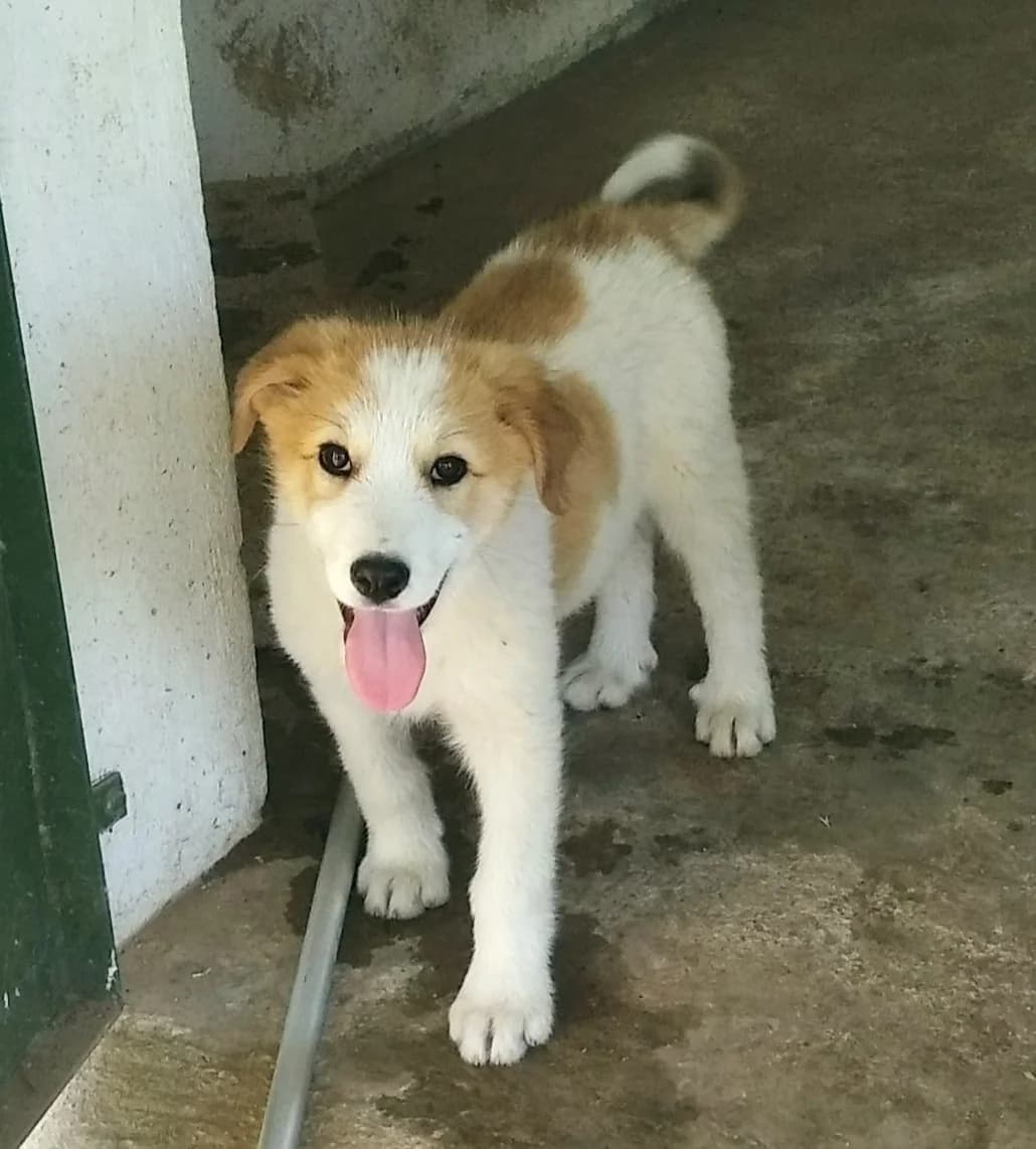 Peluche, male 4yo Mixed Breed for adoption at Vergessene Pfoten e.V., Wangelau