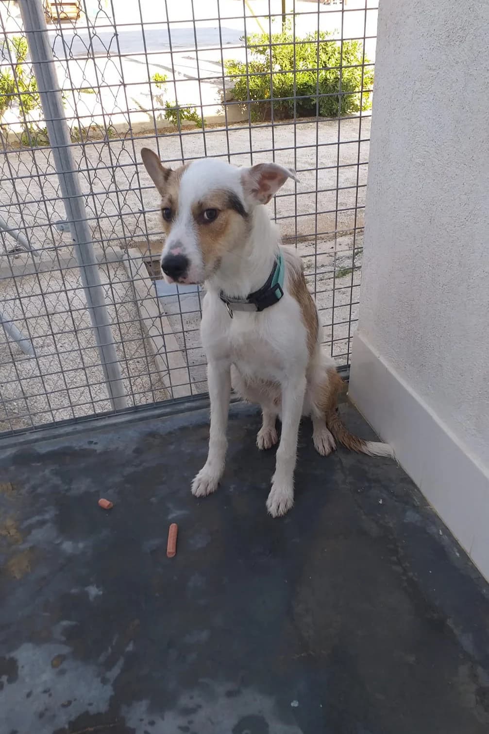 Ragmar, male 5yo Mixed Breed for adoption at Vergessene Pfoten e.V., Wangelau