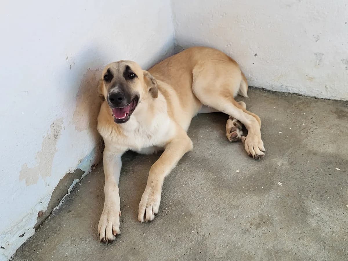 Dunia, female 4yo mixed breed for adoption at Vergessene Pfoten e.V., Wangelau